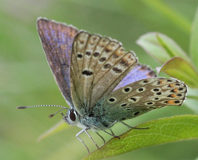 Polyommatus thersites